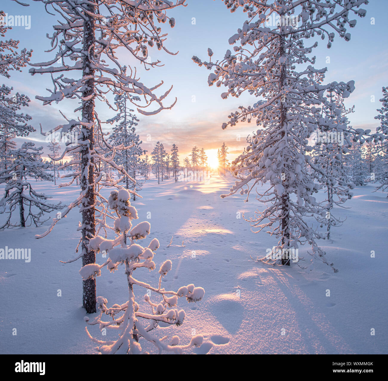Bel tramonto in inverno in una foresta in Lapponia, Finlandia Foto Stock