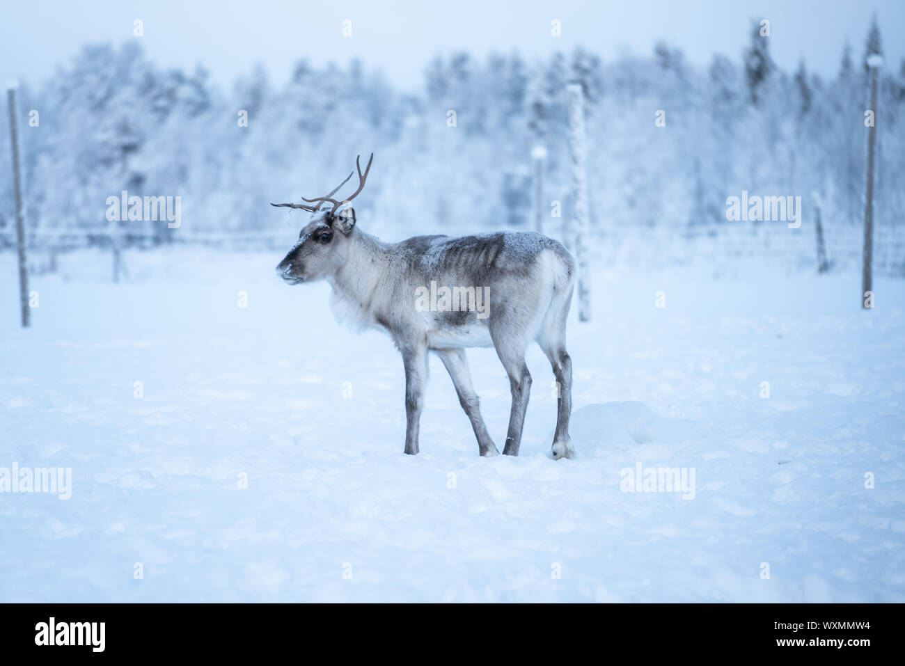 La renna in piedi su una neve e guardando a sinistra in Äkäslompolo, Lapponia, Finlandia Foto Stock