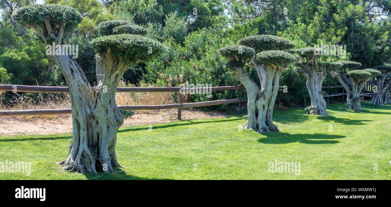 Parco paesaggio con una decorazione alberi di bonsai Foto Stock