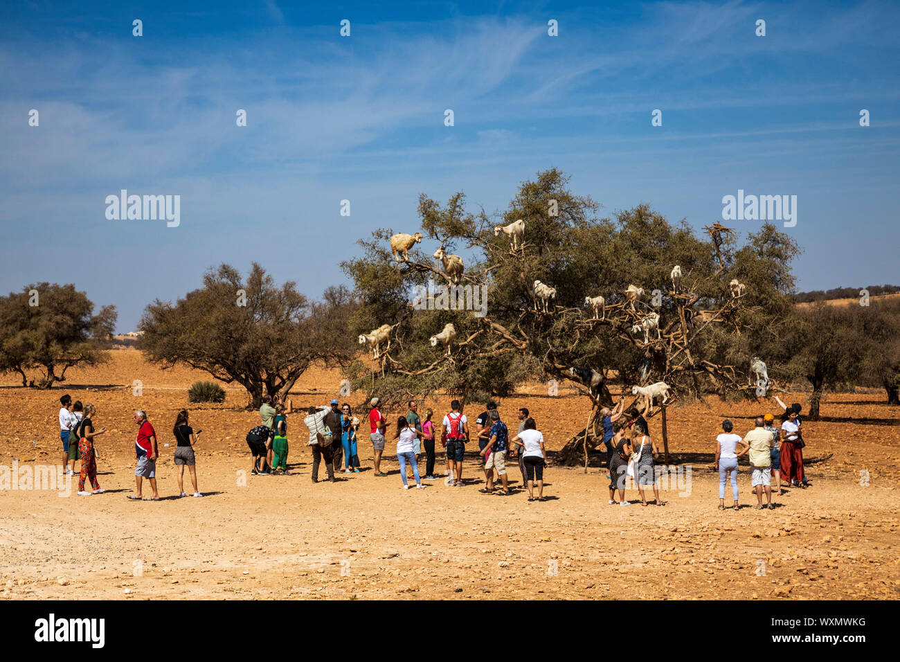 I turisti a guardare le capre salire un Argania o Argan tree (Argania spinosa) vicino a Essaouira, Marocco, Maghreb, Nord Africa Foto Stock