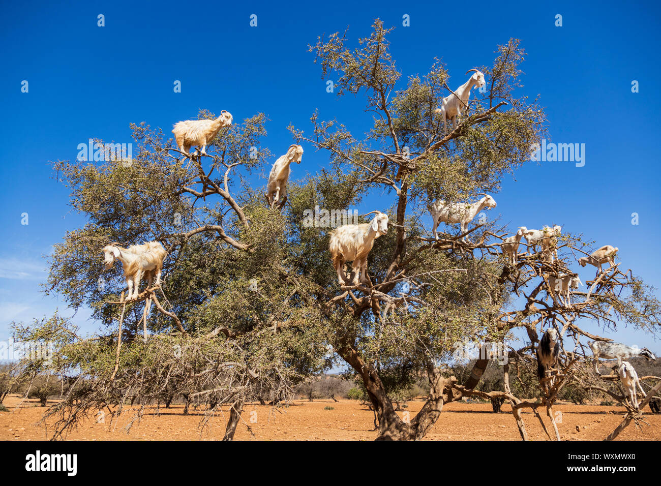 Caprini salire un Argania o Argan tree (Argania spinosa) vicino a Essaouira, Marocco, Maghreb, Nord Africa Foto Stock