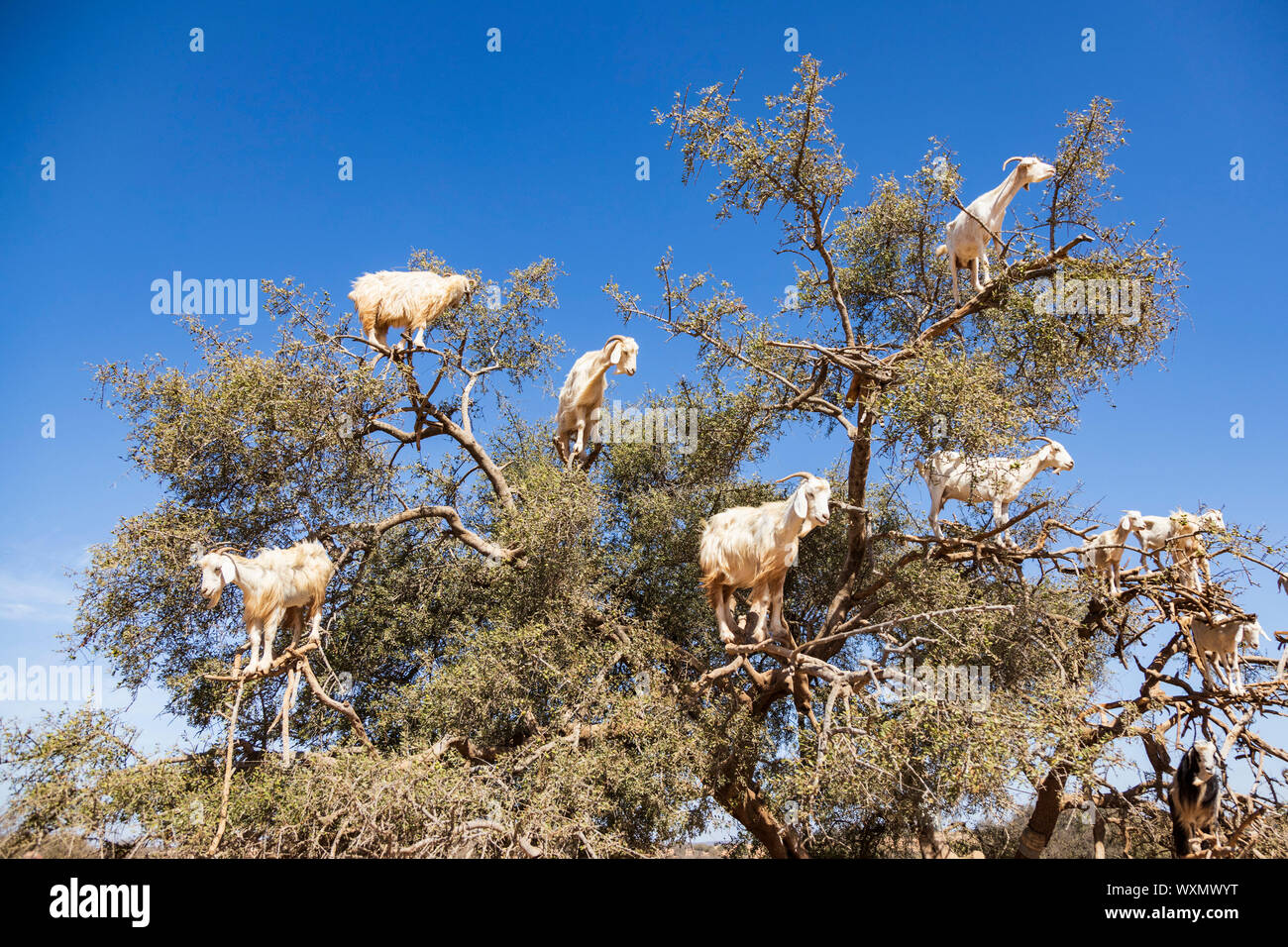 Caprini salire un Argania o Argan tree (Argania spinosa) vicino a Essaouira, Marocco, Maghreb, Nord Africa Foto Stock