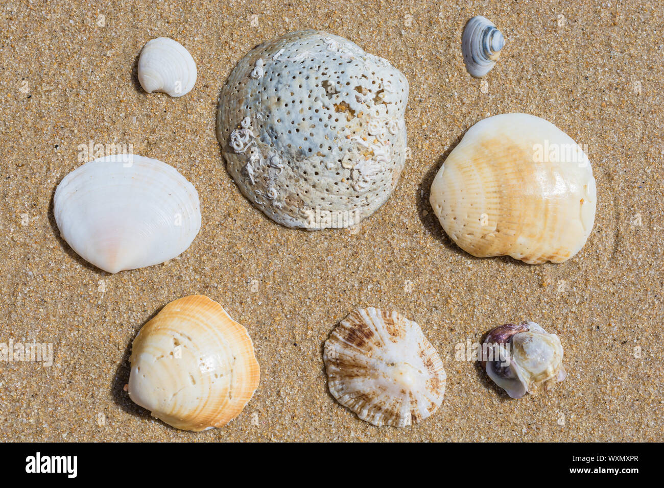 Varie conchiglie sulla sabbia di una spiaggia Foto Stock