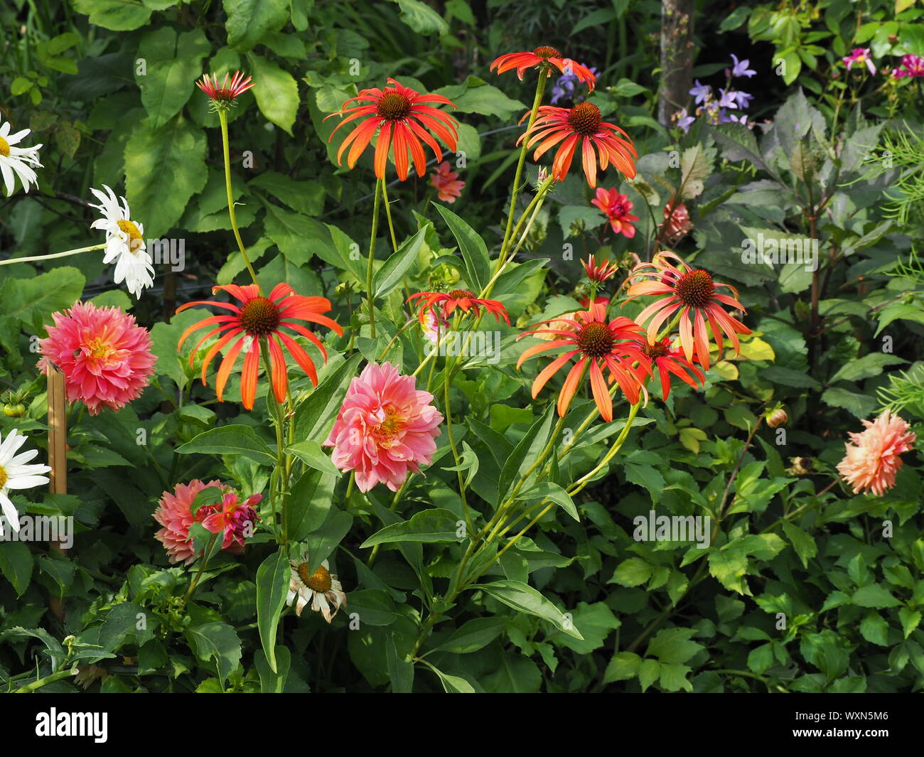 Dahlia 'Arancione Fubuki' e Echinacea 'sombrero Hot Coral' in estate floer confine a Chenies Manor giardino d'estate. Foto Stock