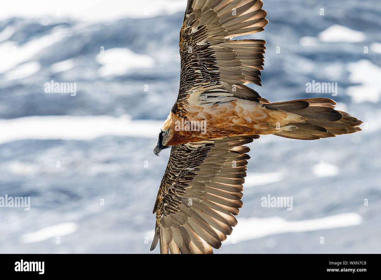 Un adulto gipeto (Gypaetus barbatus) in volo, alpi in Alto Adige, dello Stelvio Foto Stock