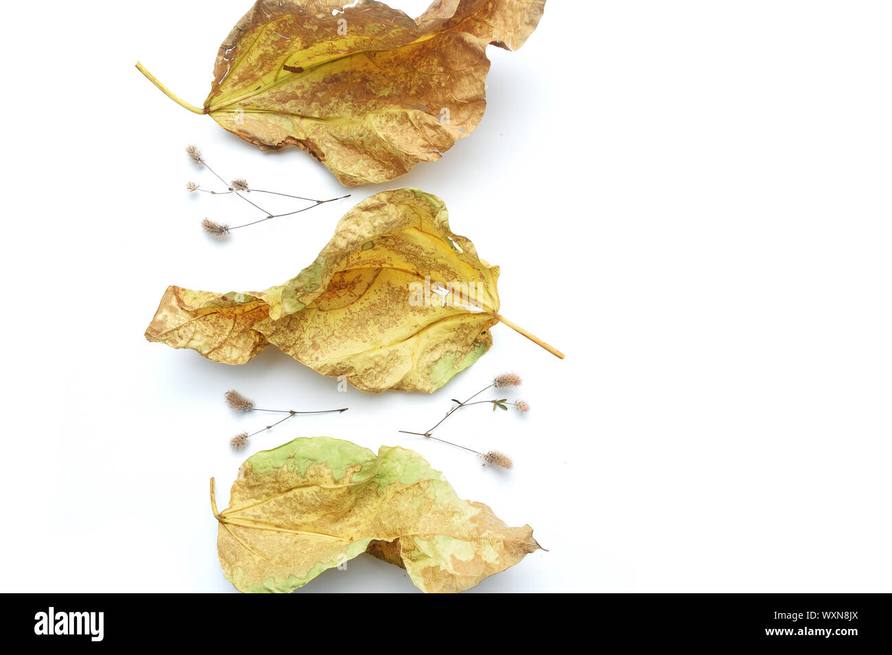 Isolate le foglie di autunno e piante con posto per il testo su sfondo bianco. caduta piatta, laici top visualizza oggetti creativi. Elementi per il giorno del Ringraziamento Foto Stock