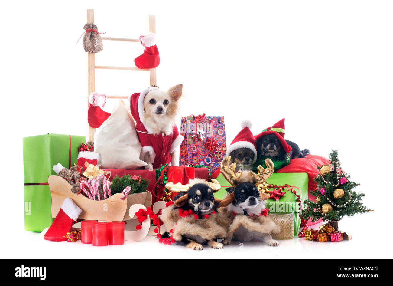 Natale chihuahuas davanti a uno sfondo bianco Foto Stock
