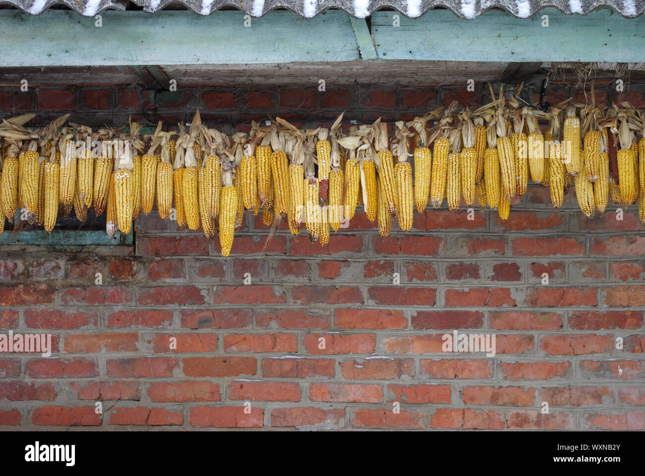 Pile di mais sulle pareti Foto Stock