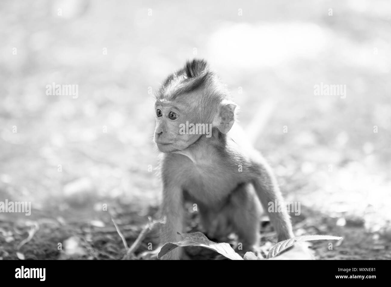 Lunga coda Macaque monkey Foto Stock