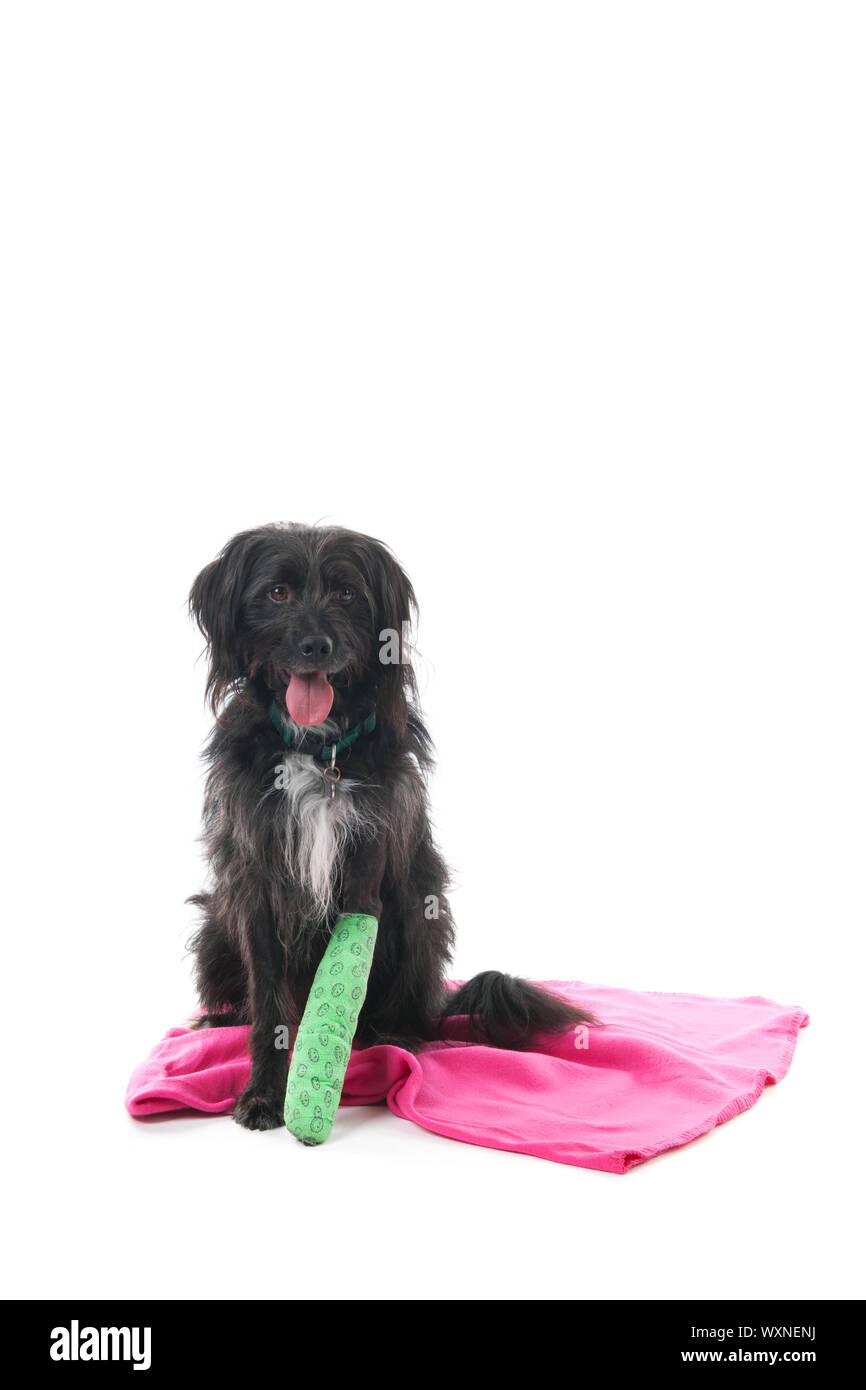 Croce di cane di razza con gamba rotta isolate su sfondo bianco Foto Stock
