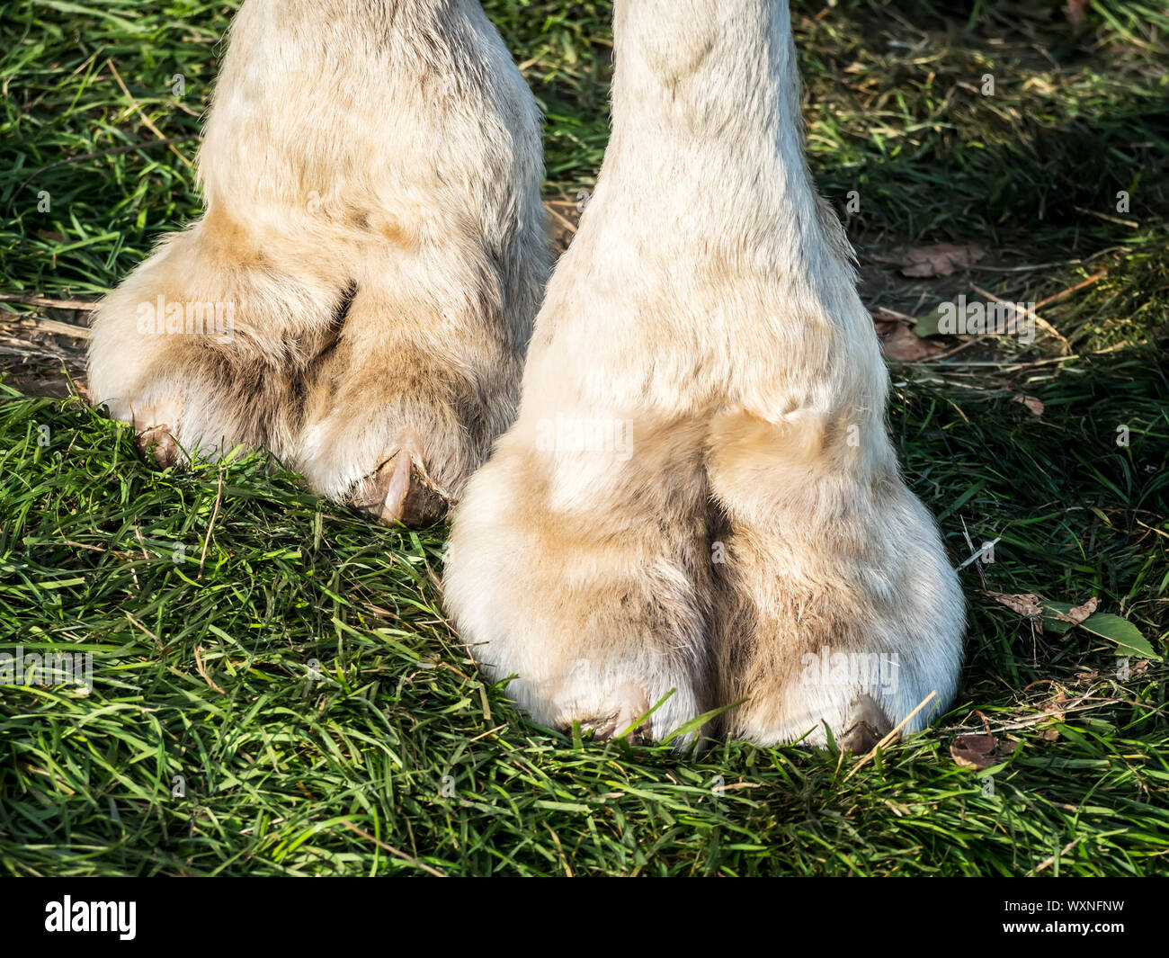 Foto dei piedi di un cammello su erba verde Foto Stock