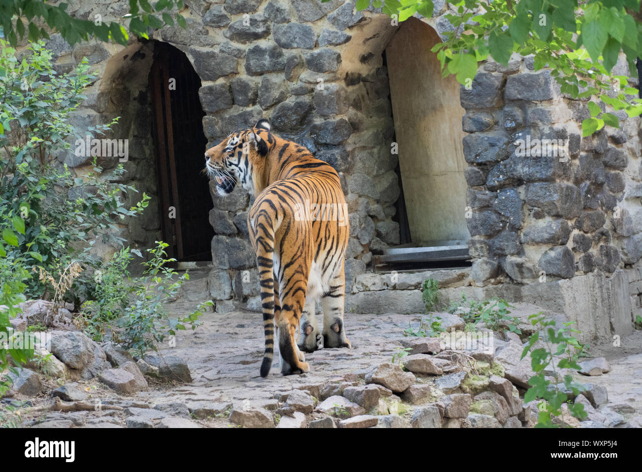 Un grande tigre di Amur nella natura selvaggia. Foto Stock