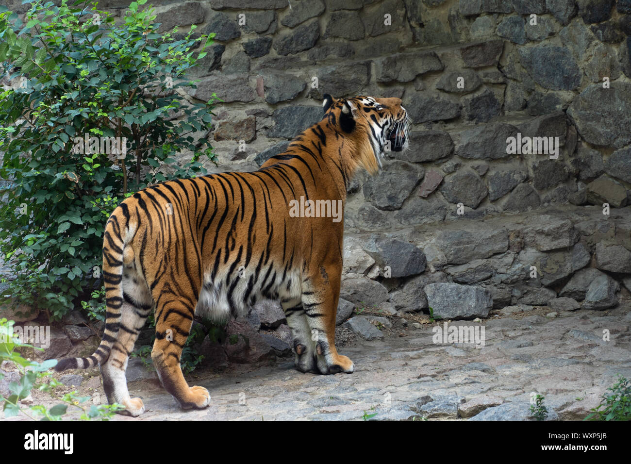 Un grande tigre di Amur nella natura selvaggia. Foto Stock