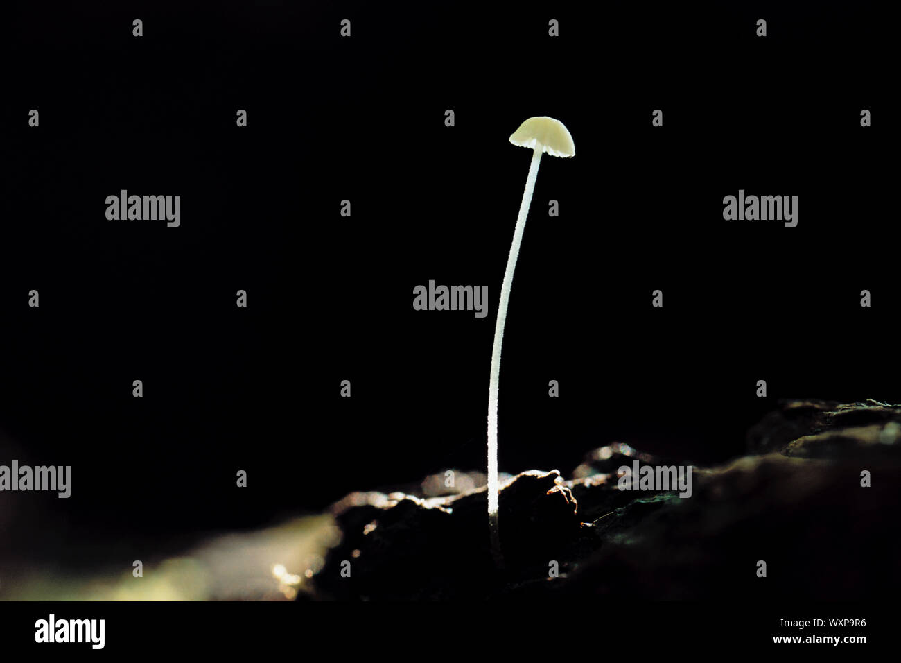 Singolo fungo Foto Stock