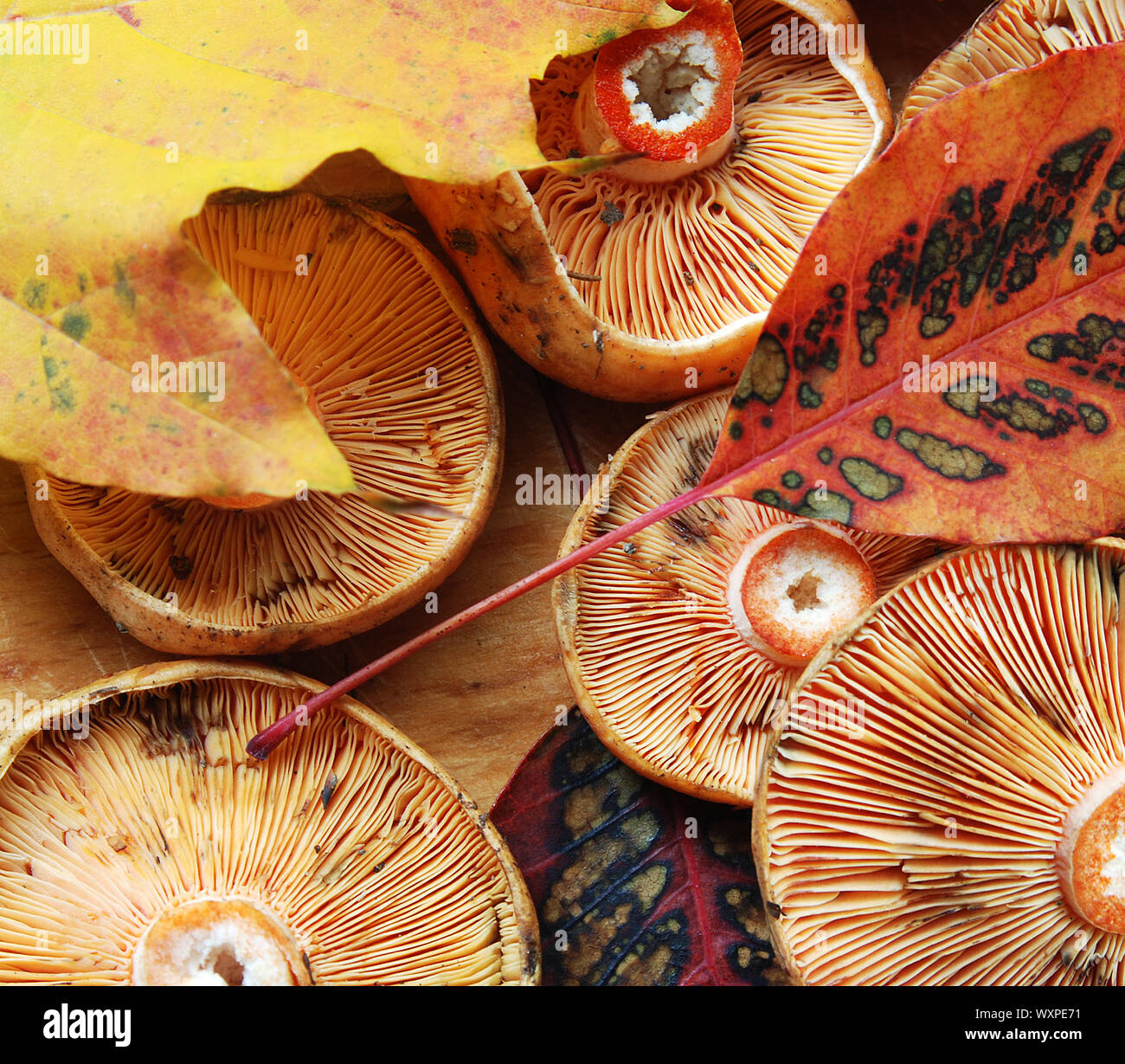 Lo zafferano cappuccio di latte e foglie di autunno Foto Stock