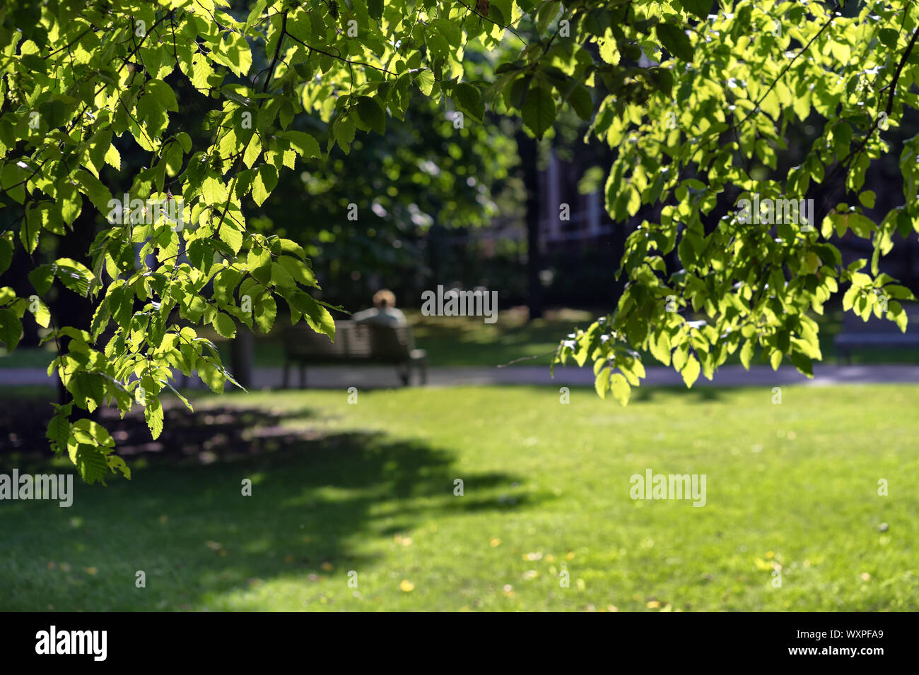 Città verde d'estate il parco in Riga Foto Stock