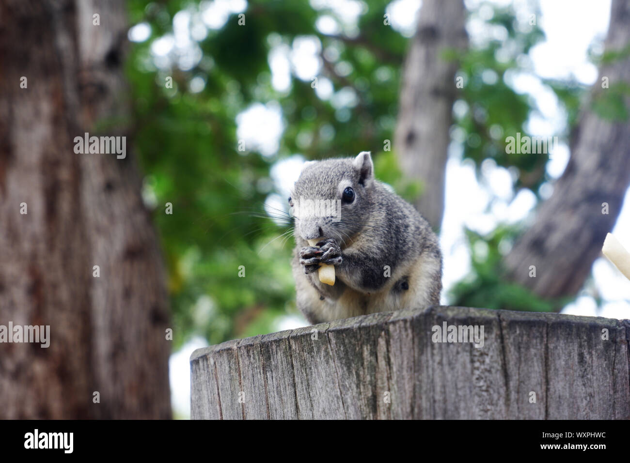 Gli scoiattoli grigi mangiare ceppo di albero cibo. Foto Stock