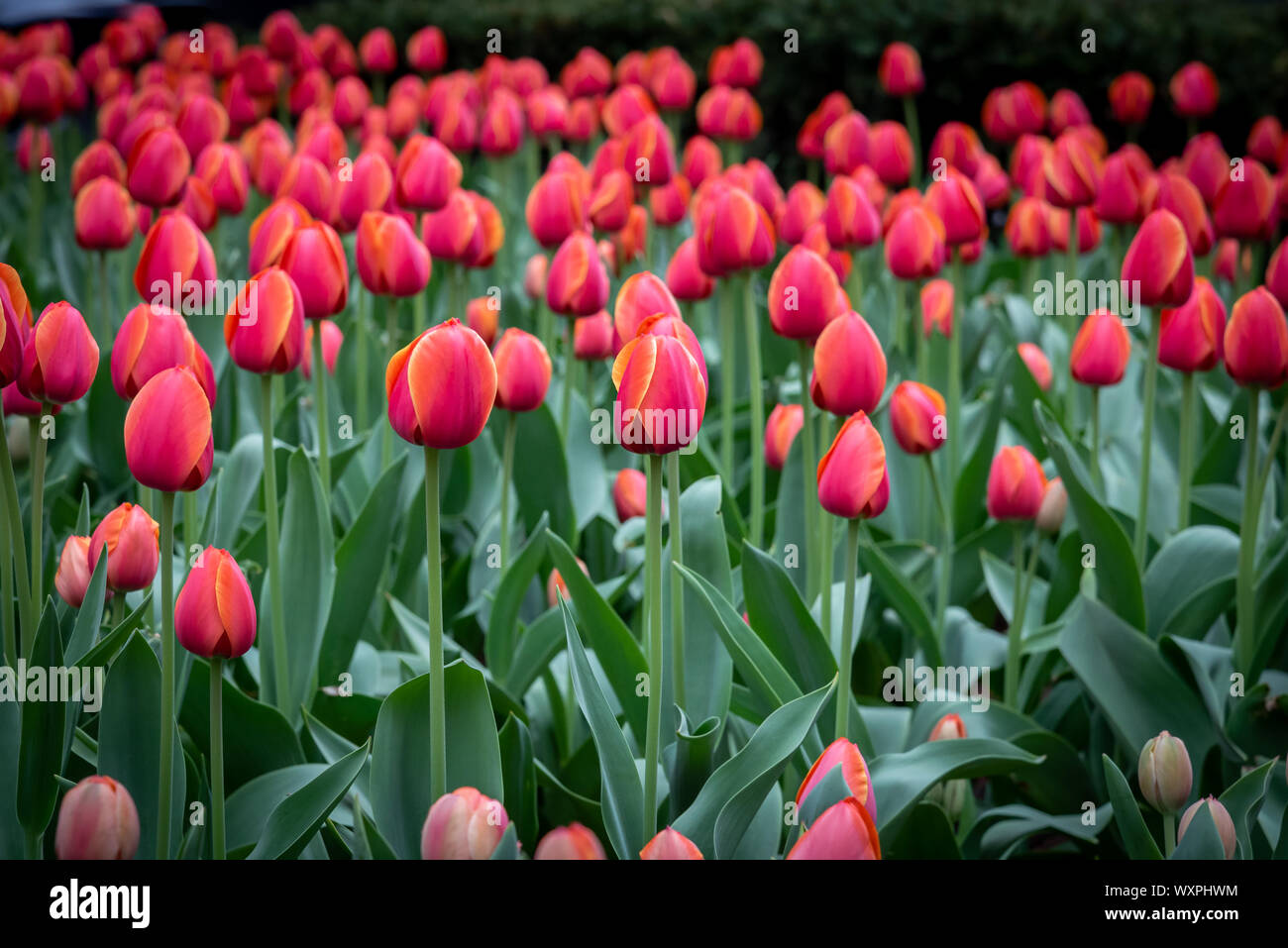 Colpo di alcuni splendidi tulipani rossi durante la primavera in un giardino pubblico di New York, Stati Uniti Foto Stock