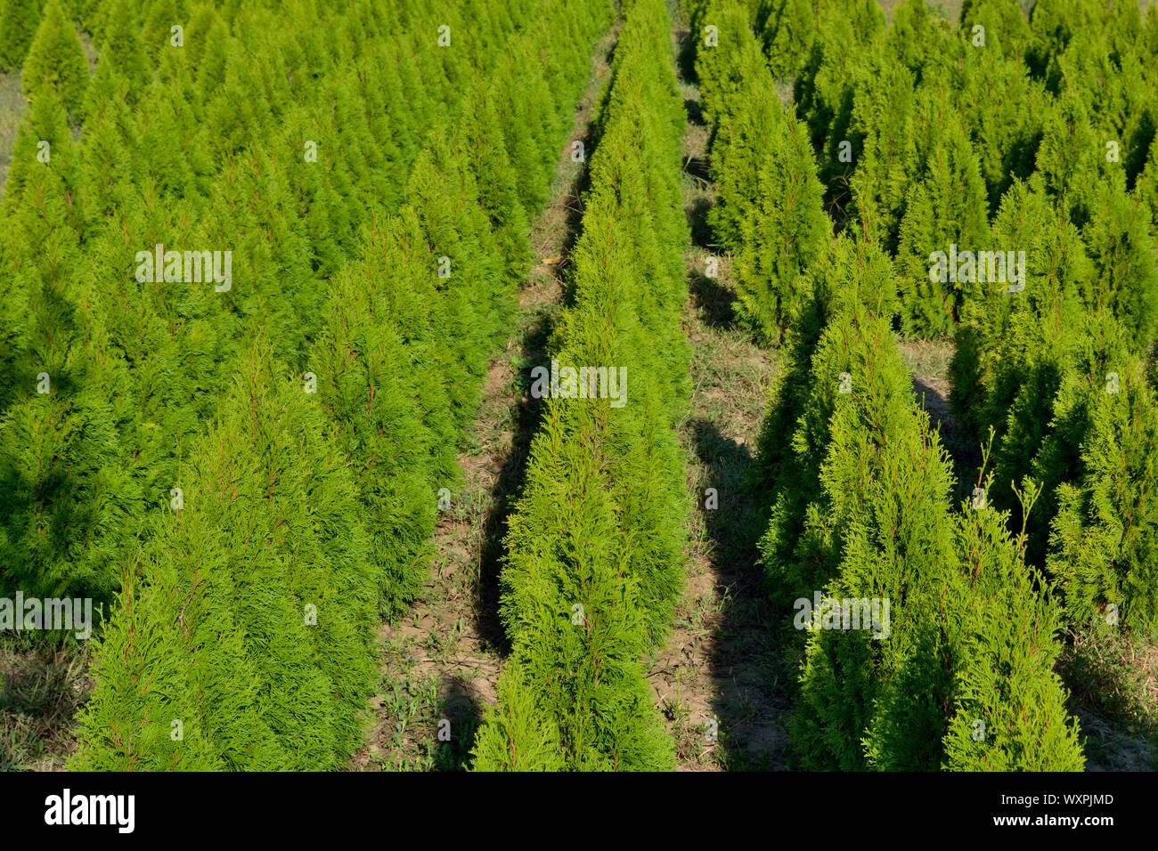 Giovani conifere campo di piantine, cedro, Thuja occidentalis Foto Stock