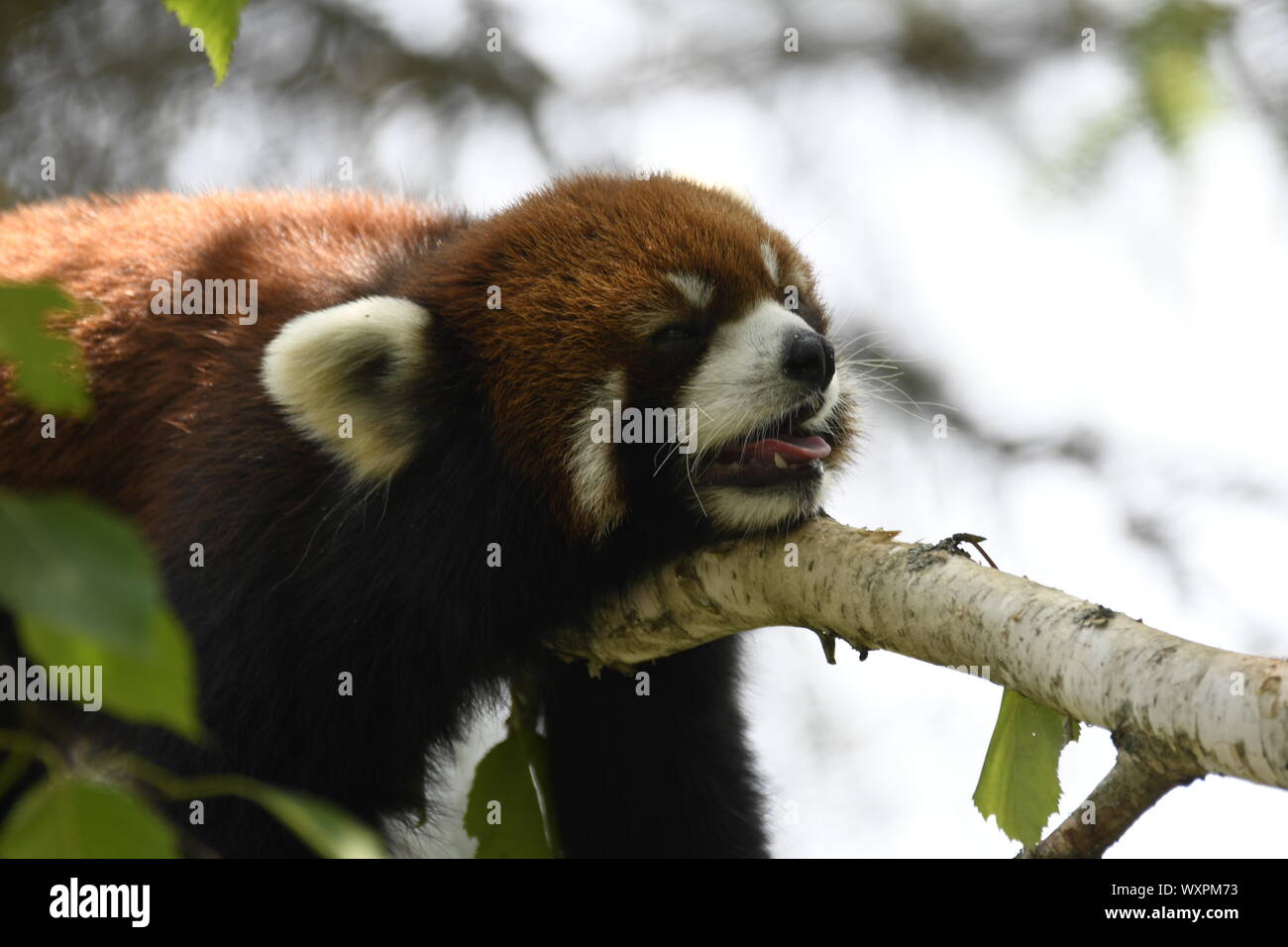 Panda rosso Foto Stock