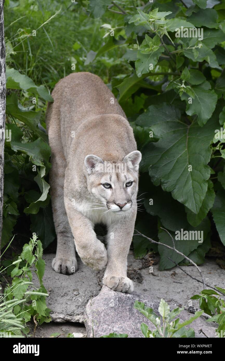 Cougar, Mountain Lion, Puma Foto Stock