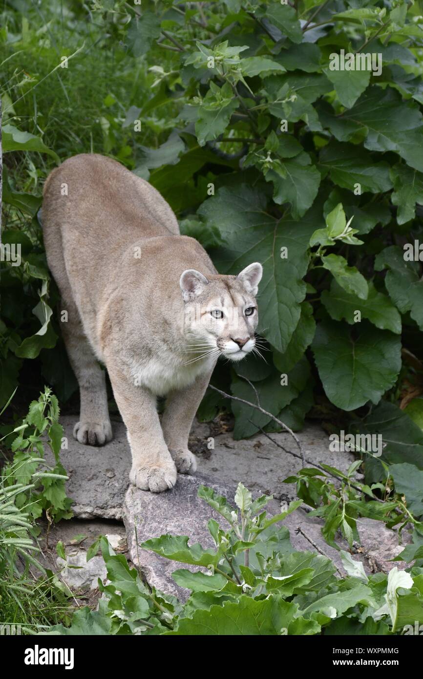 Cougar, Mountain Lion, Puma Foto Stock