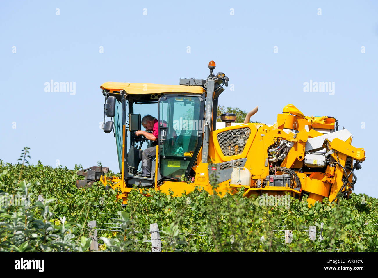 Una viticoltura la macchina a lavorare nella vigna Solutré-Pouilly, Borgogna e Saône-et-Loire, Bourgogne-Franche-Comté regione, Francia Foto Stock