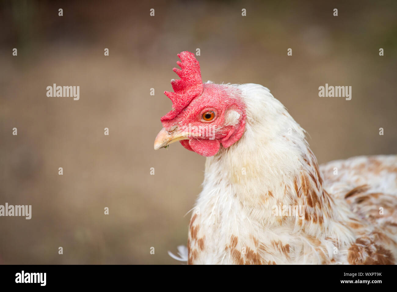 Ritratto di un bianco ibrido gallina di pollo Foto Stock