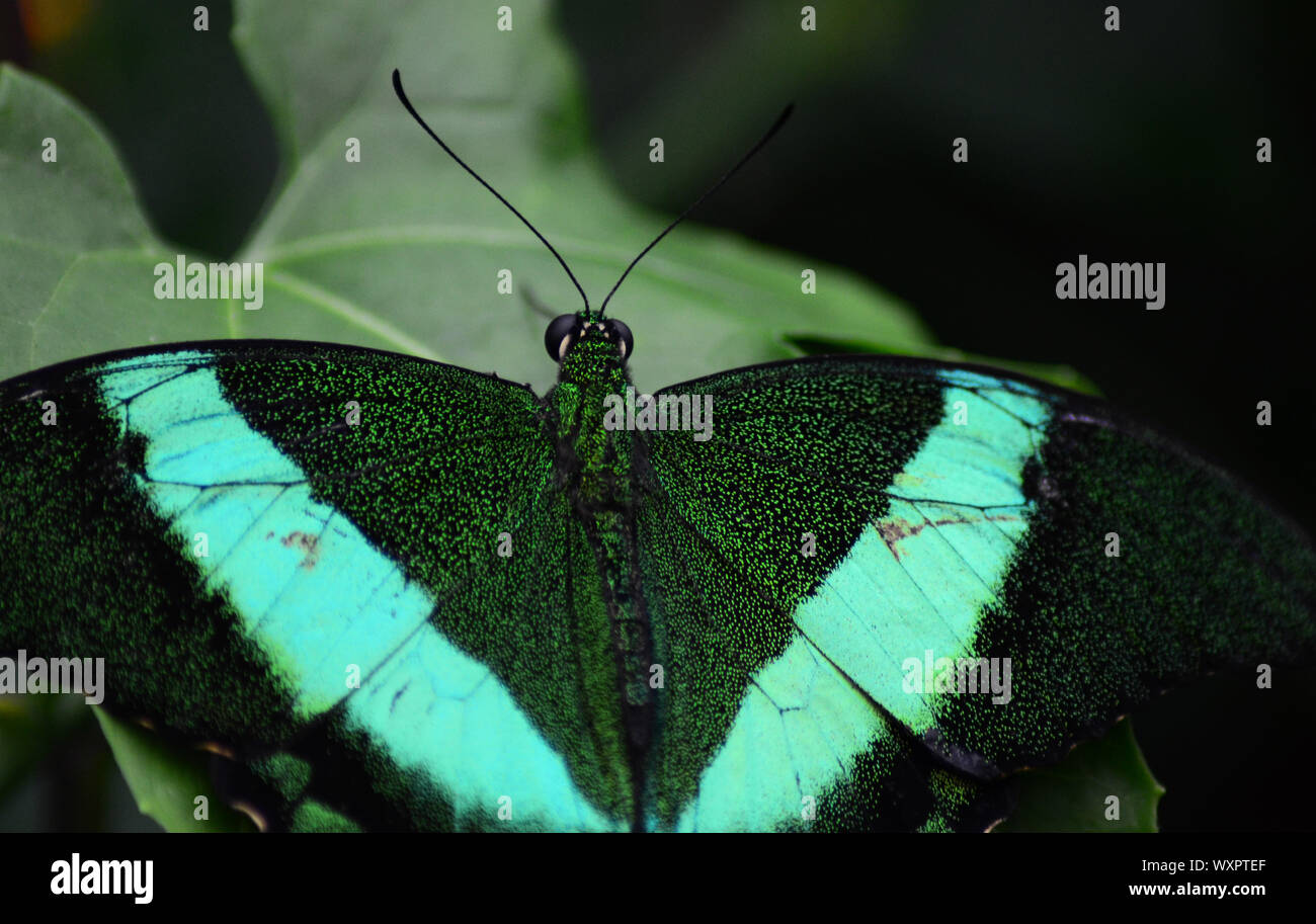 Verde a coda di rondine di ali di farfalla sulla foglia Foto Stock