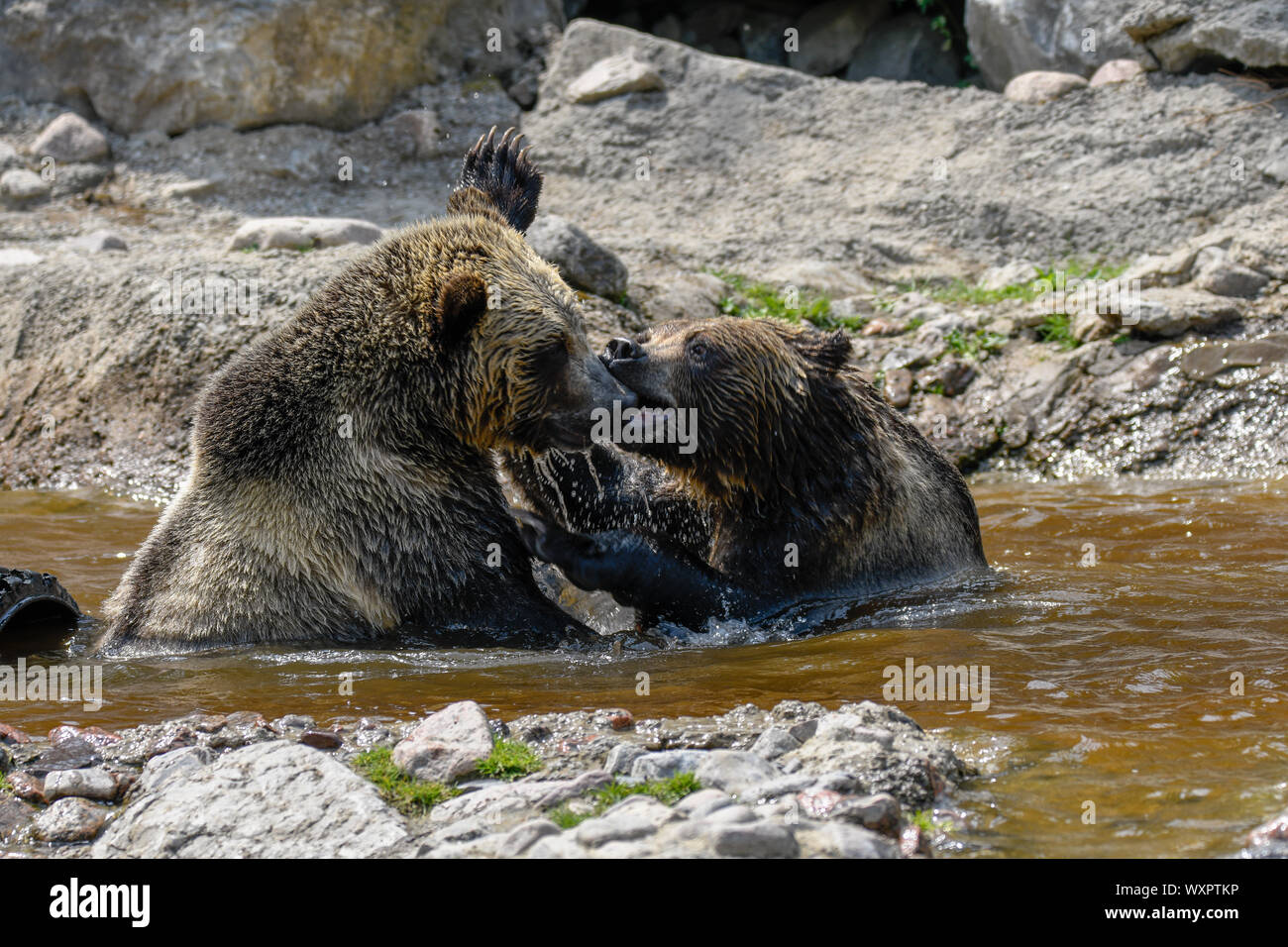 Canadian Grizzlies Foto Stock