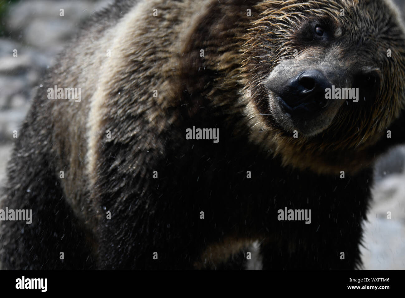 Canadian Grizzlies Foto Stock