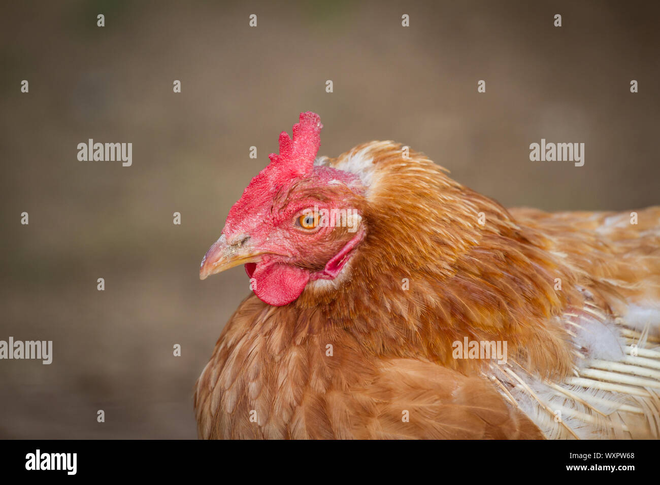 Ritratto di un marrone ibrido gallina di pollo Foto Stock