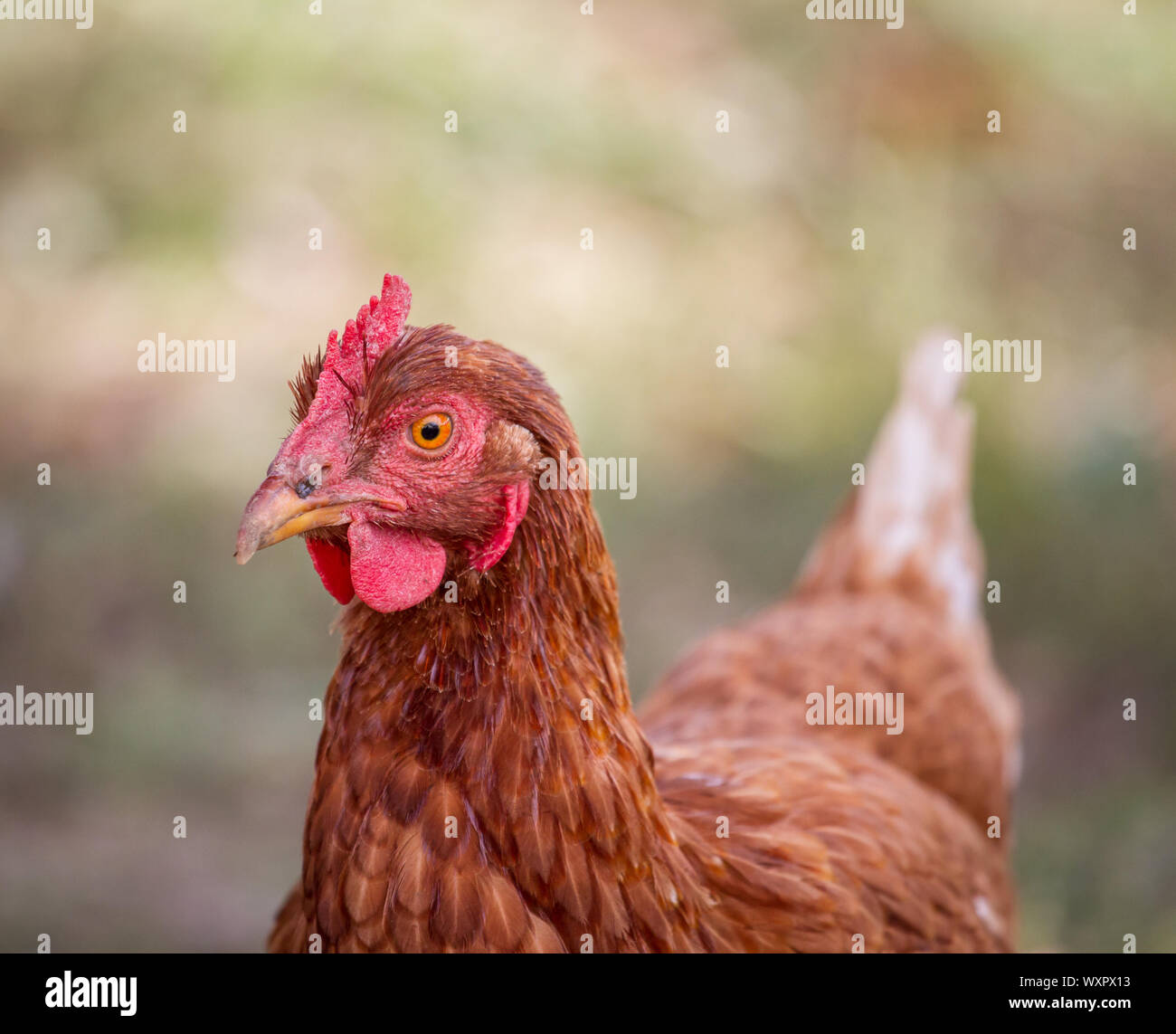 Ritratto di un marrone ibrido gallina di pollo Foto Stock