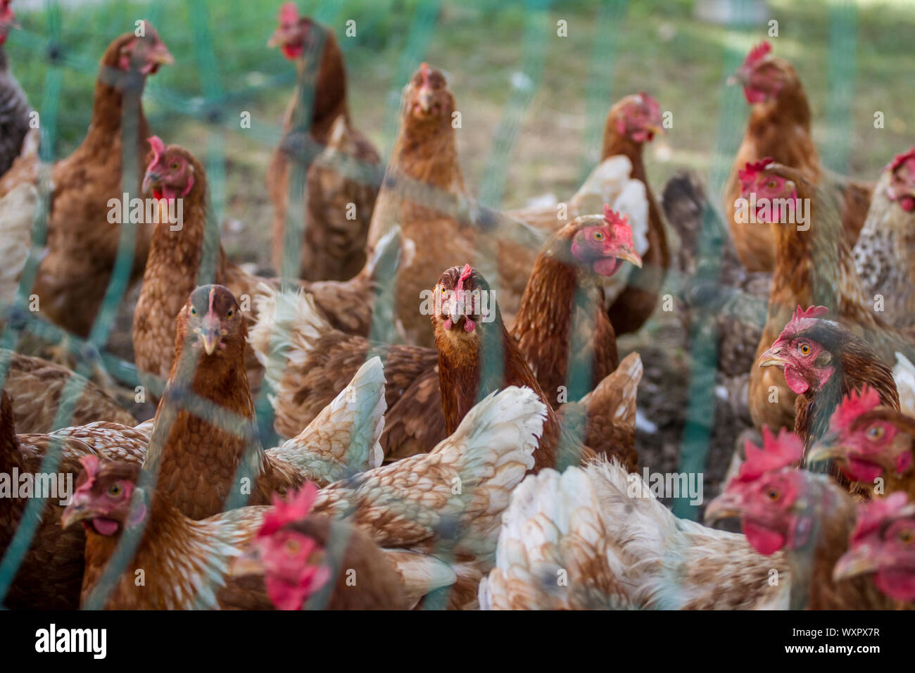 Un gregge di marrone a scelta libera di deposizione delle uova di galline di pollo, dietro una recinzione Foto Stock