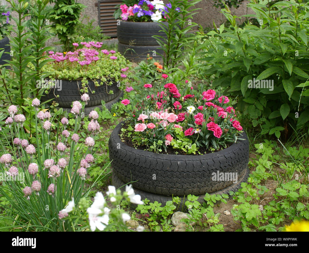 Giardino fiorito con gomme vecchie in primo piano Foto Stock