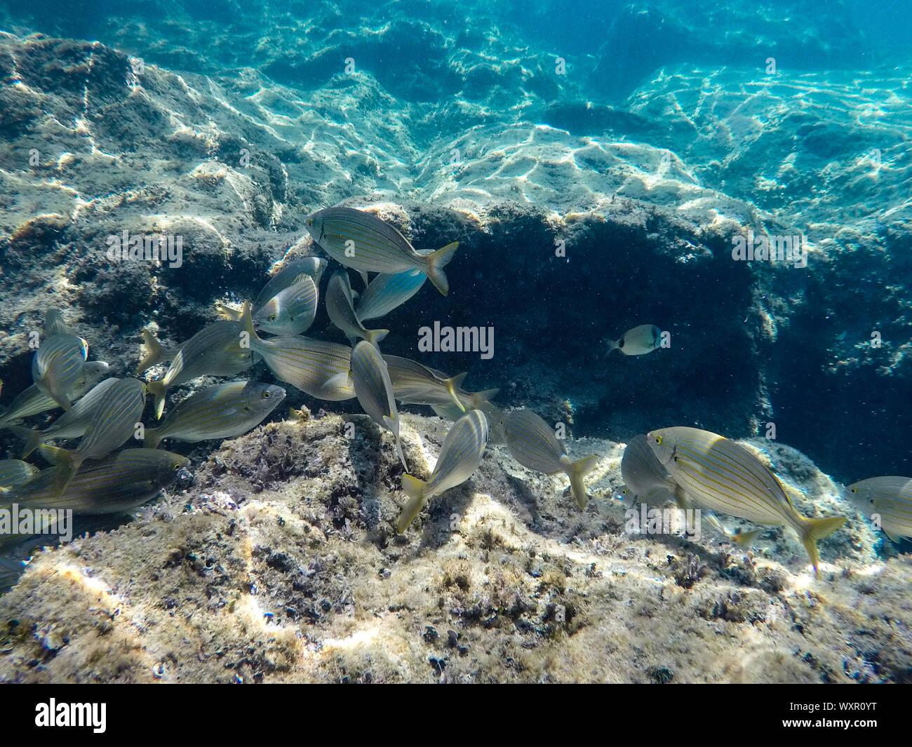 Un gruppo di pesci di mare nuotare sotto l'acqua in prossimità delle rocce Foto Stock
