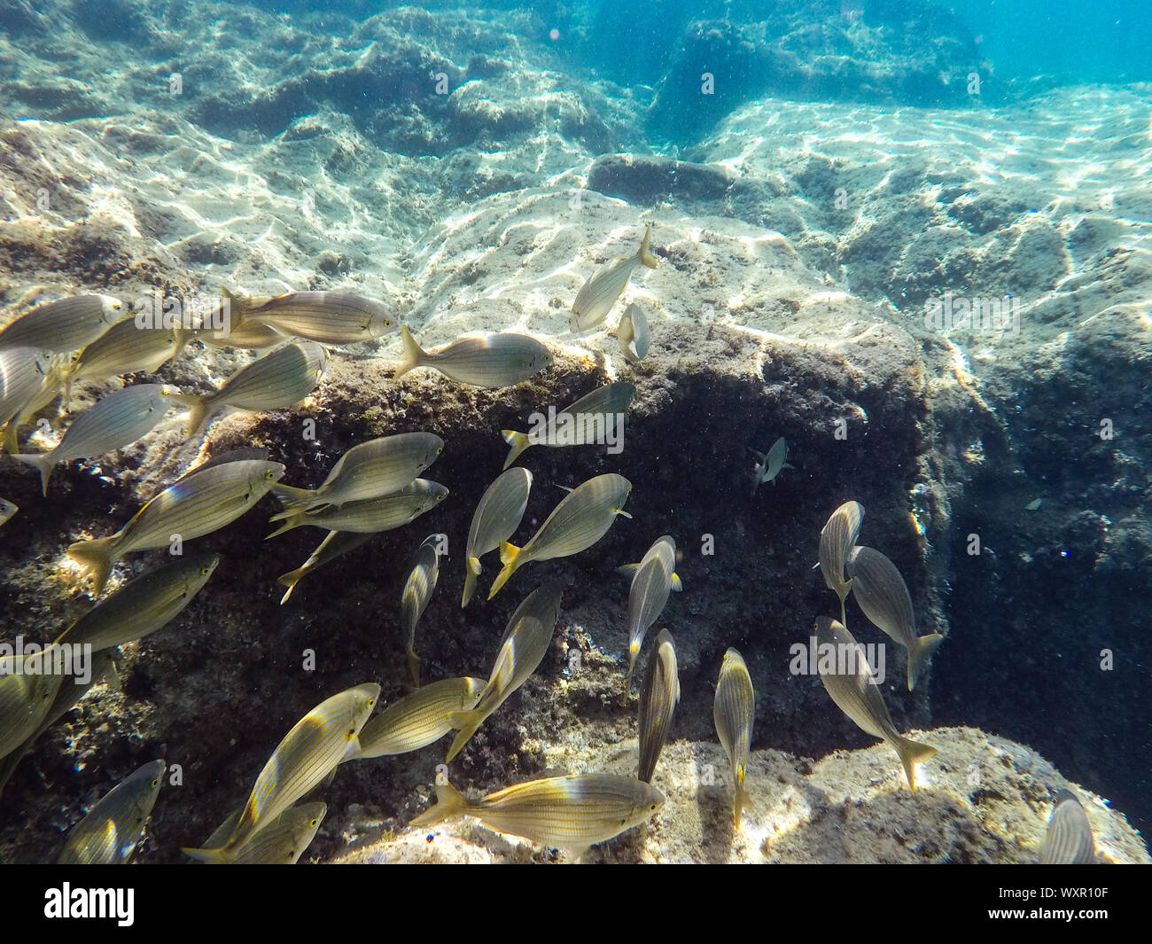 Un gruppo di pesci di mare nuotare sotto l'acqua in prossimità delle rocce Foto Stock