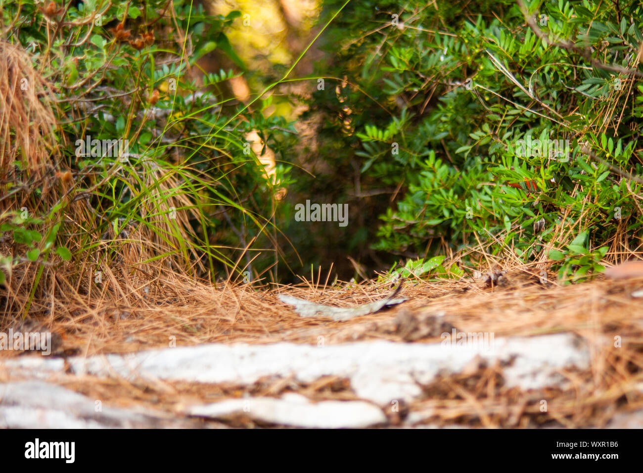 Piccolo sentiero forestale con foglie di pino da terra Foto Stock