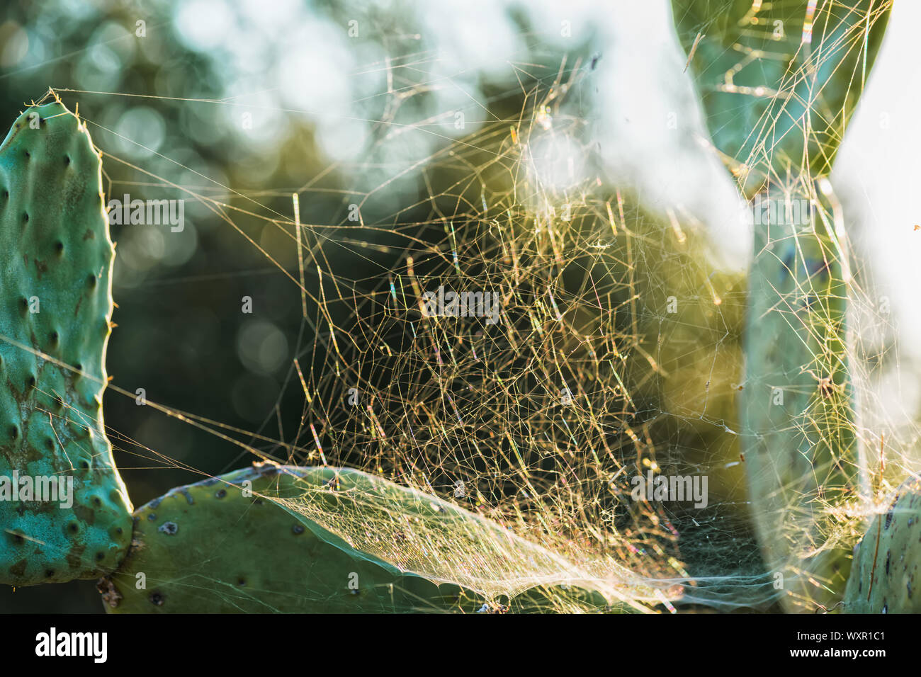 Close-up di Opuntia cactus specie con spider web. Bel tramonto il paesaggio del sud italia, salento Puglia. L'arbusto cresce con pastiglie verdi Foto Stock