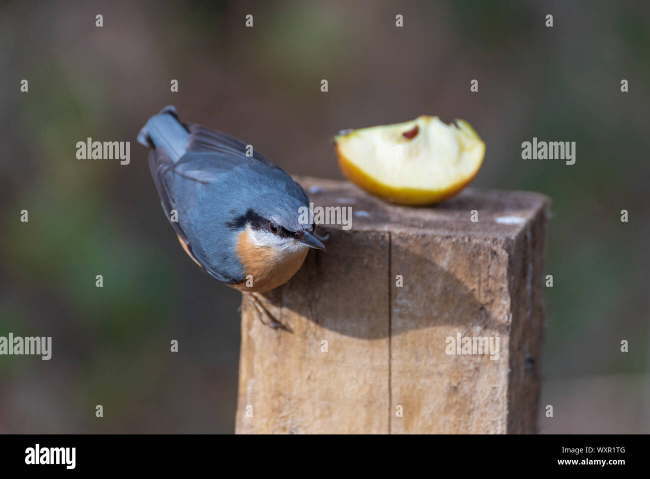 Picchio muratore Foto Stock