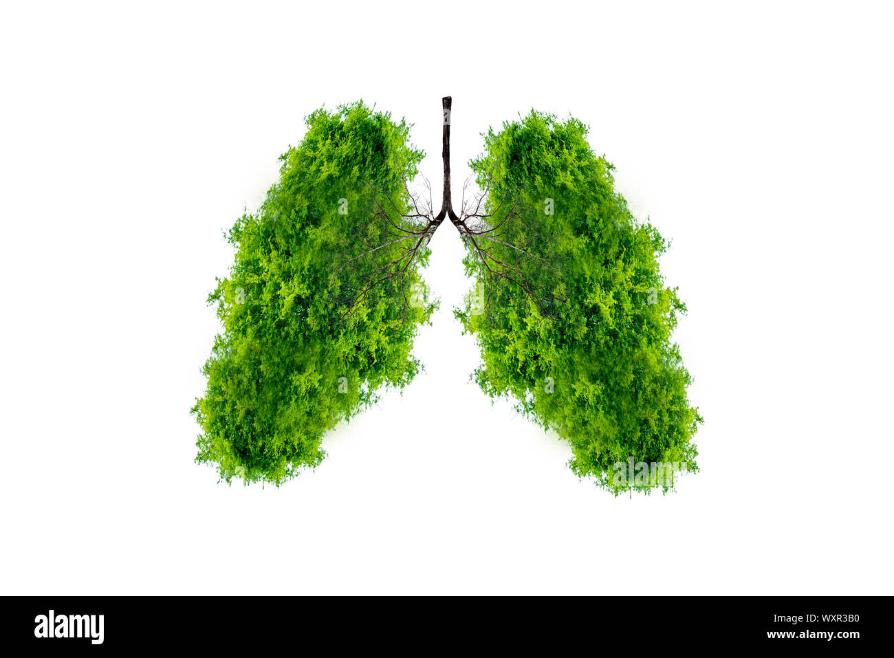 Polmone verde a forma di albero di immagini, concetti medici, autopsia, visualizzazione 3D e animali come un elemento Foto Stock