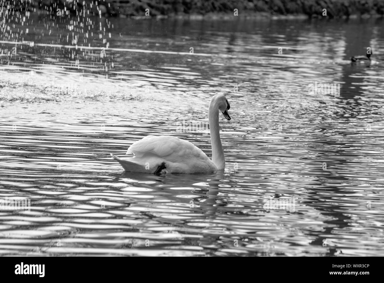 Elegante cigno sul lago Foto Stock