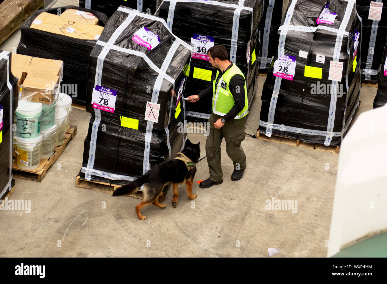 K9 Unità di rivelazione Controllo per esplosivi sul Royal Princess nave da crociera al Porto di Vancouver, Vancouver, B. C., Canada Foto Stock