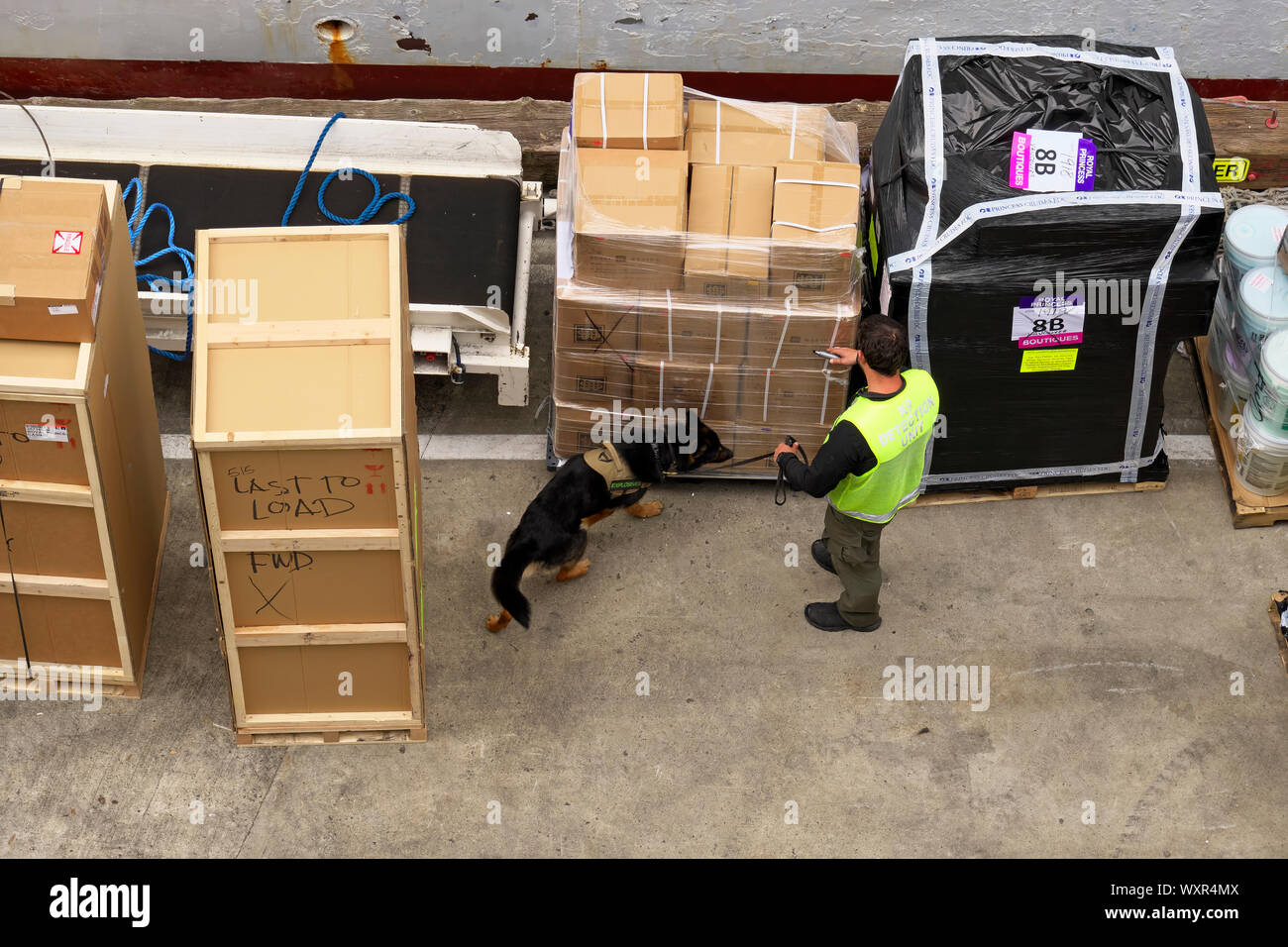 Il cane e il gestore di un K9 Unità di rivelazione Controllo del carico di una nave da crociera per esplosivi prima di essere caricato. Vancouver, B. C., Canada Giugno 8, 2019 Foto Stock