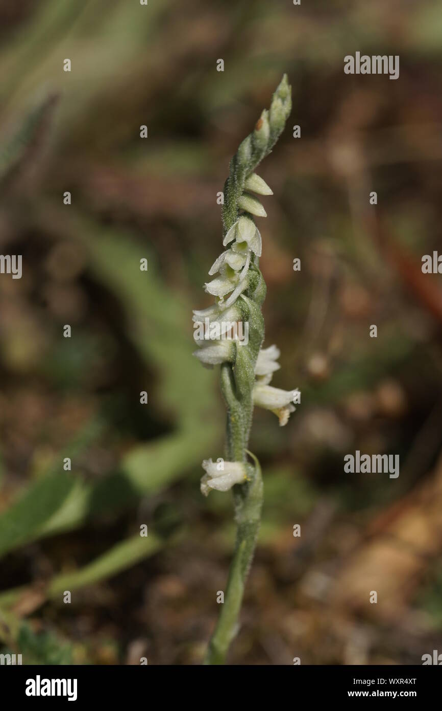 Spiranthes spiralis Foto Stock