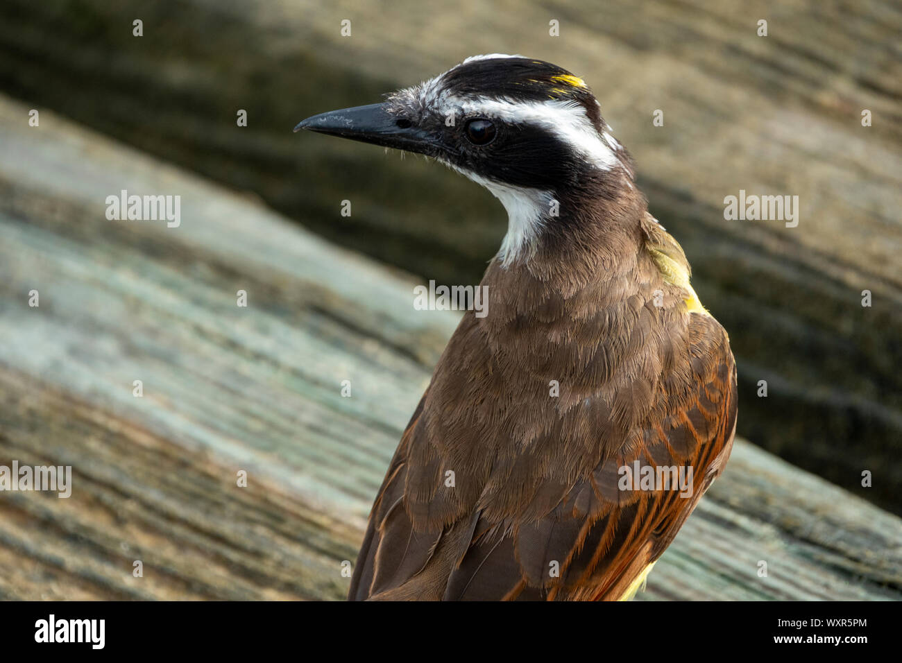 Chiusura del retro di un Kiskadee con testa inclinata a sinistra Foto Stock