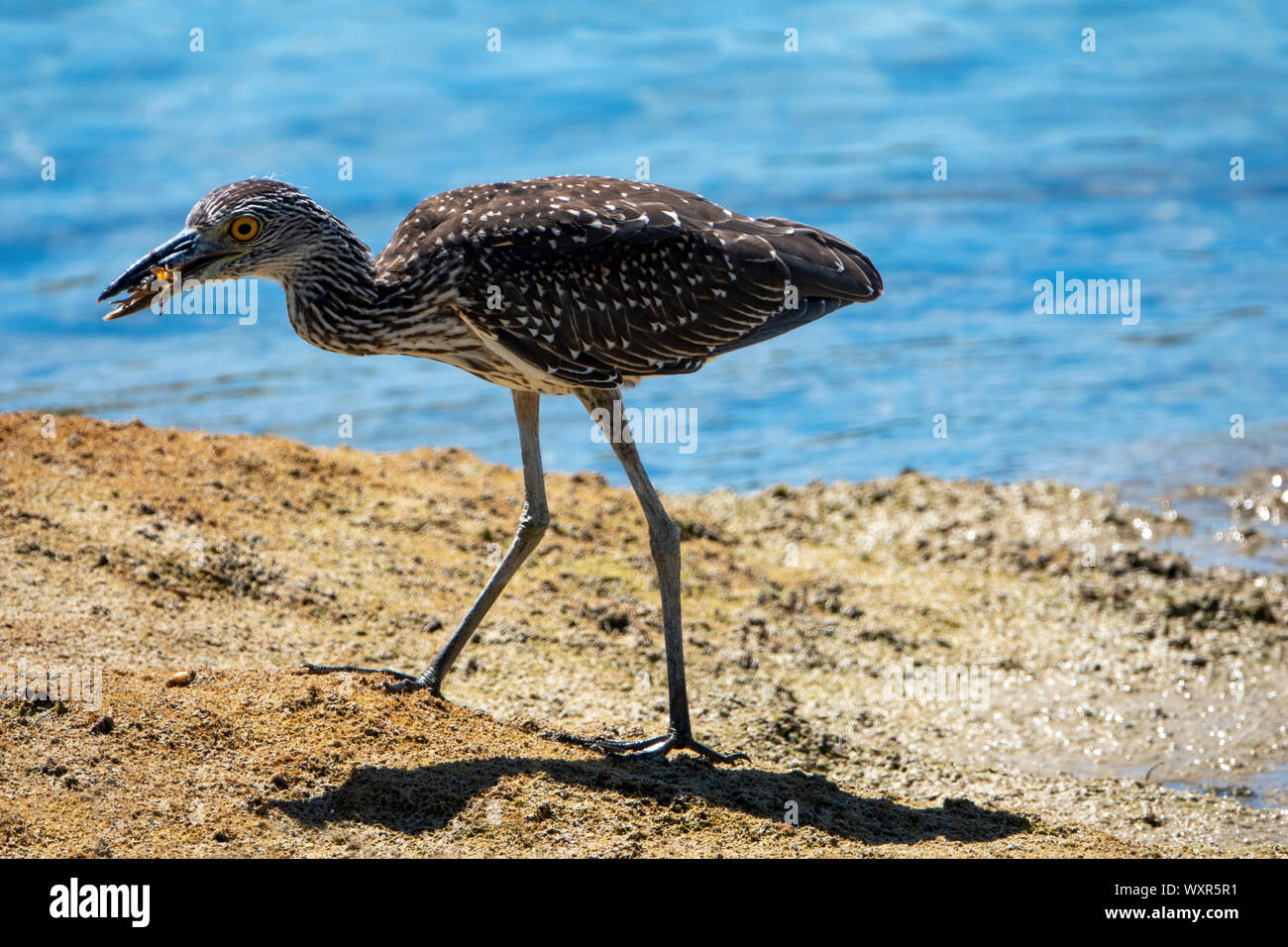 Giallo-incoronato Nitticora, capretti, Bermuda Foto Stock