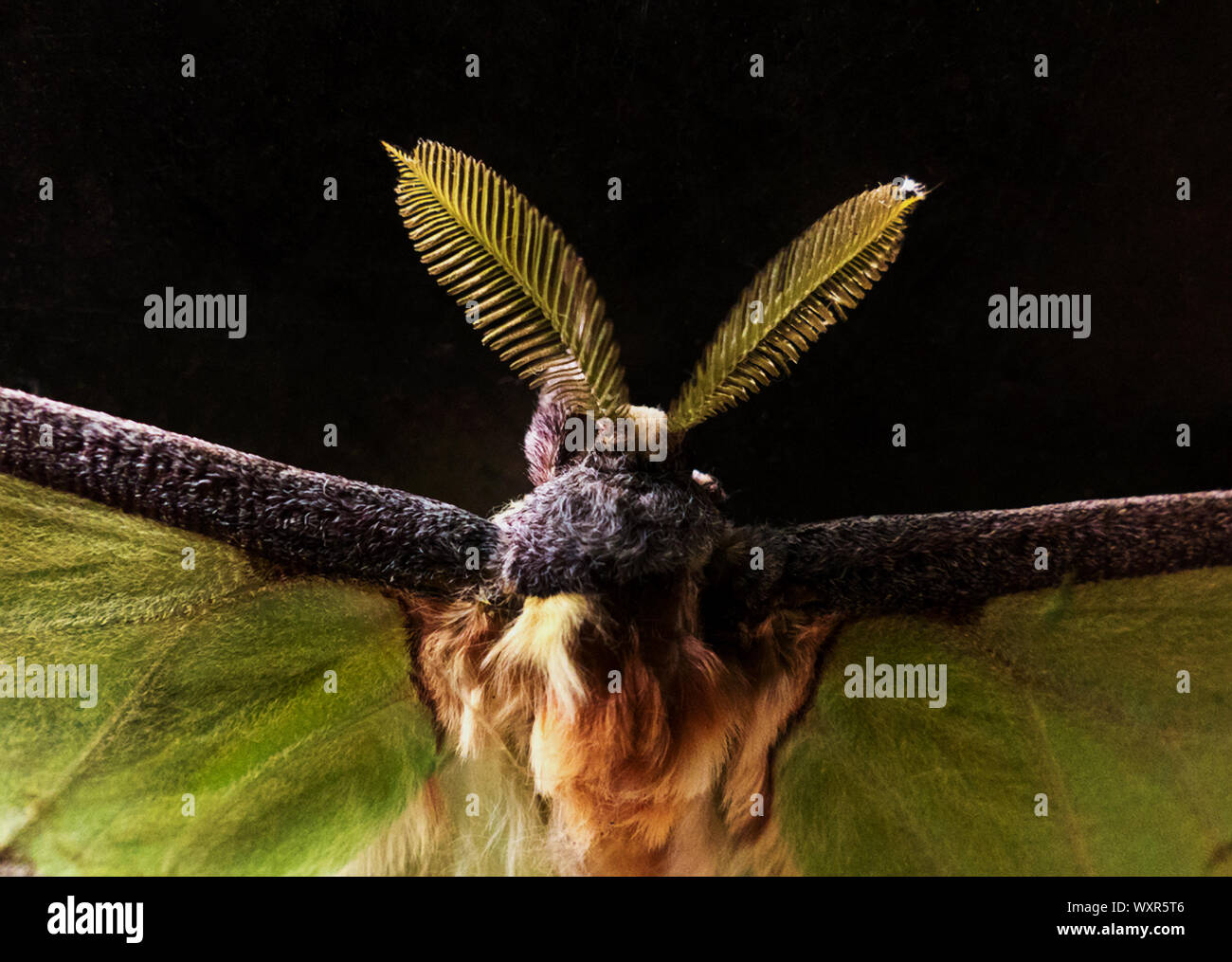 Falene maschio, come questa luna o lunat Moth, sono molto ben sviluppati antenne. I peli fini pick up i profumi pheremone dato fuori dalle femmine somet Foto Stock