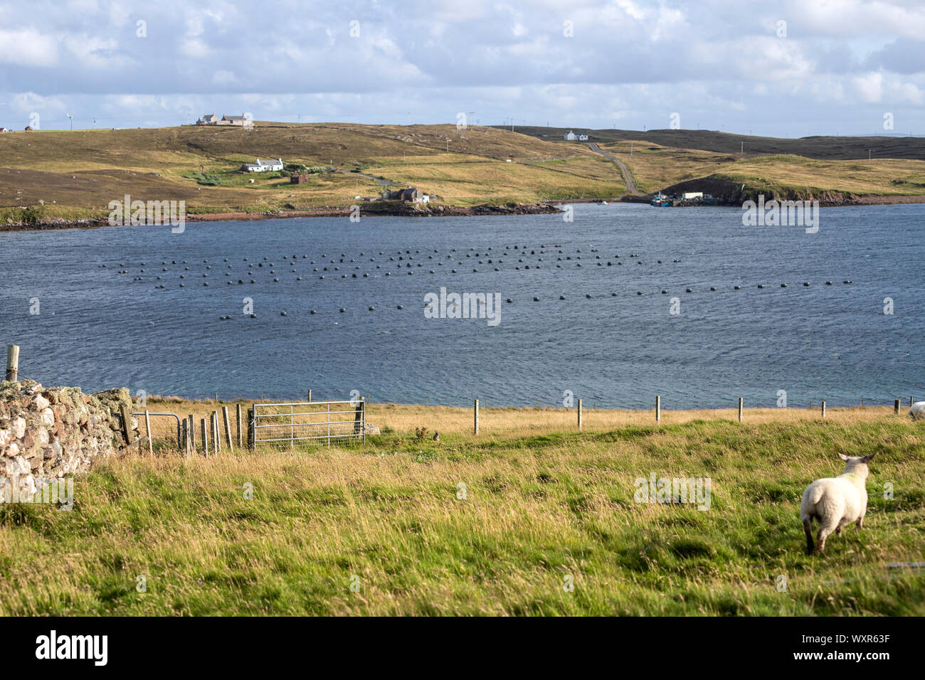 Pecore e una fattoria pesce in Hamnavoe, Continentale, le isole Shetland, Scotland, Regno Unito Foto Stock