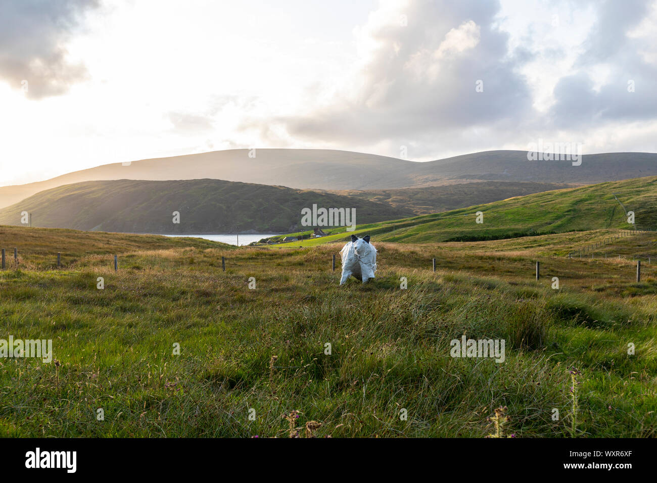 Mucca mockup in un campo in Terraferma e isole Shetland, Scotland, Regno Unito Foto Stock